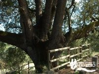 Carrasca Lecina 2