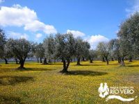 Paisaje Mediterraneo 1