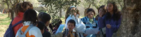 Between the olive trees, oil press and olive oil